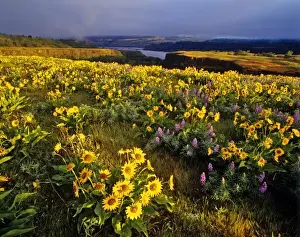 Hood River Prints: Spring wildflowers in abundance at the Tom McCall Preserve in Oregon