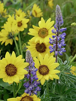 Lupine Prints: Spring wildflowers in full bloom on Dalles Mountain in Columbia Hills State Park