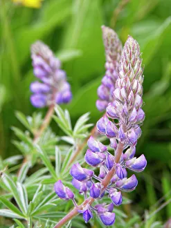 Lupine Prints: Spring wildflowers in full bloom on Dalles Mountain in Columbia Hills State Park