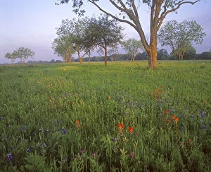 Spring wildflowers at LBJ State Park near Fredricksburg, Texas