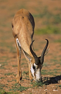 Artiodactyla Prints: Springbok (Antidorcas marsupialis), Kgalagadi Transfrontier Park, Kalahari, Portrait