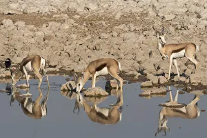 Waterhole Prints: Three Springbok, Antidorcas marsupialis, pause to drink at the Okaukuejo waterhole