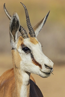 Buck Prints: Springbok buck in the morning light of the Kalahari Desert