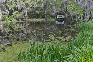 Images Dated 29th March 2016: Springtime azelea blooming Magnolia Plantation, Charelston South Carolina, with white
