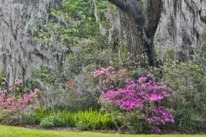 Images Dated 29th March 2016: Springtime azelea blooming Magnolia Plantation, Charelston South Carolina