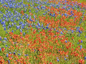 Images Dated 30th March 2017: Springtime bloom of bluebonnets and paintbrush near Lake Buchanan Dam, Texas Hill Country