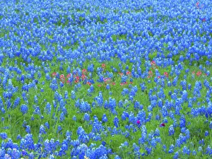 Images Dated 30th March 2017: Springtime bloom of bluebonnets and paintbrush near Lake Buchanan Dam, Texas Hill Country