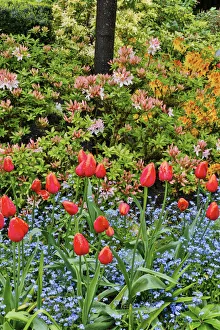 Victoria Prints: Springtime at Butchart Gardens, Victoria, British Columbia, Canada