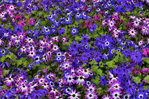 Images Dated 12th May 2017: Springtime at Butchart Gardens, Victoria, British Columbia, Canada. Cinerarias in bloom