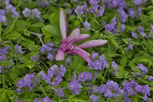 Springtime, Chanticleer Garden, Wayne, Pennsylvania