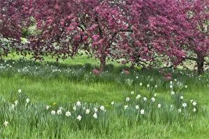 Chanticleer Prints: Springtime crabapple in rose blooming, Chanticleer Garden, Wayne, Pennsylvania