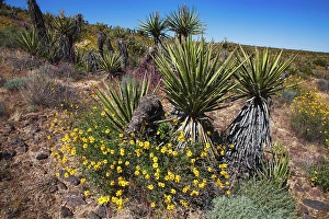 Images Dated 4th November 2024: Springtime at the edge of Joshua Tree National Park, California