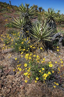 Images Dated 4th November 2024: Springtime at the edge of Joshua Tree National Park, California