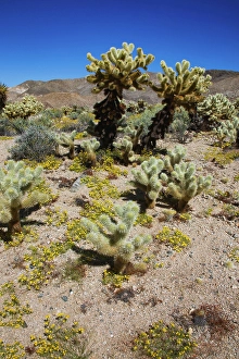 Images Dated 4th November 2024: Springtime in Fargo Canyon, California