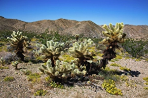 Images Dated 4th November 2024: Springtime in Fargo Canyon, California
