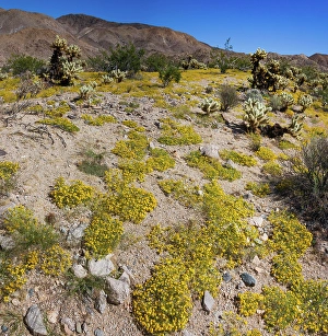 Images Dated 4th November 2024: Springtime in Fargo Canyon, California