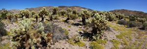 Images Dated 4th November 2024: Springtime in Fargo Canyon, California