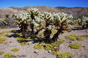 Images Dated 4th November 2024: Springtime in Fargo Canyon, California
