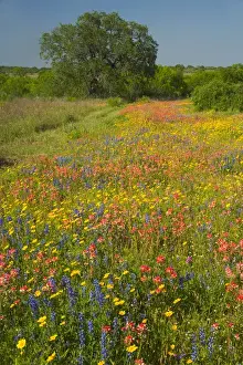 Multicolored Prints: Springtime with field of Texas Wildflowers and Oak Tree near Pleasanton Texas