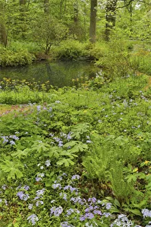 Hockessin Prints: Springtime and flowers by the Ponds. Mt. Cuba Center, Hockessin, Delaware