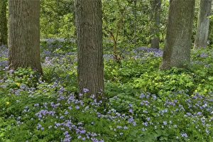 Hardwood Tree Prints: Springtime Mt. Cuba Garden, Hockessin, Delaware