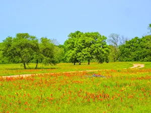 Springtime wildflower field with dirt road just south of Independence Texas