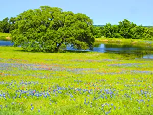 Oak Tree Prints: Springtime wildflower field near Independence and Highway 390 with oak tree and pond