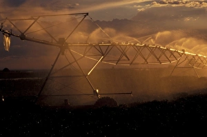 Images Dated 1st September 2009: Sprinkler irrigation