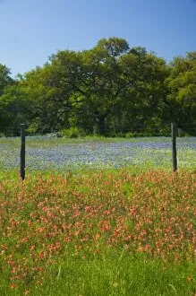Images Dated 2nd April 2006: Sprintime Wildflowers of Paint Brush, Blue Bonnets in the Gay Hill area just north of Brenham Texas