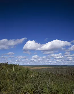 Spruce tree forest in NewFoundland, Canada