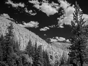 Infrared Prints: Mostly spruce trees, Sierra Nevada Mountains near Sierraville