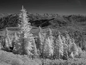 Infrared Prints: Mostly spruce trees, Sierra Nevada Mountains near Sierraville