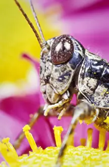 Pollen Prints: Spur-throated Grasshopper portrait (Melanoplus ponderosus)