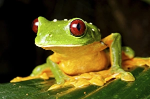 Spurells Flying Frog (Agalychnis spurelli), Costa Rica