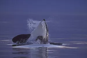 Images Dated 3rd December 2004: Spyhopping Orca Killer Whale (Orca orcinus) near San Juan Island, WA State, USA