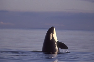 Images Dated 2004 December: 