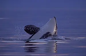 Sound Prints: Spyhopping Orca Killer Whale (Orca orcinus) near San Juan Island, WA State, USA