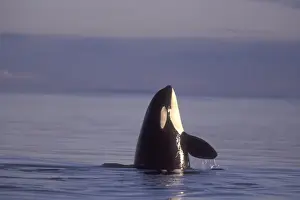 Spyhopping Orca Killer Whale (Orca orcinus) near San Juan Island, WA State, USA