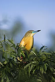 Images Dated 15th May 2006: Squacco Heron (Ardeola ralloides) in the Danube Delta..Europe, Eastern Europe, Romania