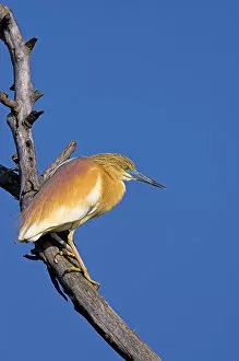 Images Dated 16th May 2006: Squacco Heron (Ardeola ralloides) in the Danube Delta..Europe, Eastern Europe, Romania