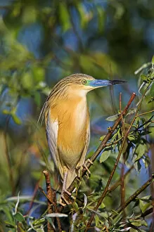 Images Dated 17th May 2006: Squacco Heron (Ardeola ralloides) in the Danube Delta..Europe, Eastern Europe, Romania