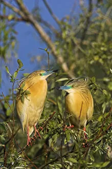 Images Dated 16th May 2006: Squacco Heron (Ardeola ralloides) in the Danube Delta pair..Europe, Eastern Europe
