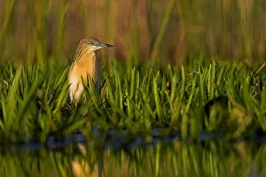Images Dated 20th May 2006: Squacco Heron (Ardeola ralloides) in the Danube Delta Europe, Eastern Europe, Romania