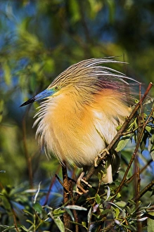Images Dated 17th May 2006: Squacco Heron (Ardeola ralloides) in the Danube Delta..Europe, Eastern Europe, Romania
