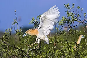Images Dated 16th May 2006: Squacco Heron (Ardeola ralloides) in the Danube Delta in flight Europe, Eastern Europe