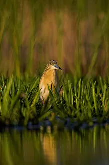 Images Dated 20th May 2006: Squacco Heron (Ardeola ralloides) in the Danube Delta..Europe, Eastern Europe, Romania