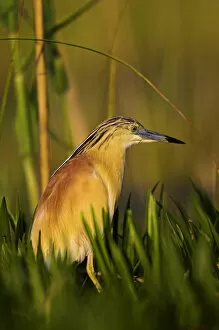 Images Dated 20th May 2006: Squacco Heron (Ardeola ralloides) in the Danube Delta..Europe, Eastern Europe, Romania