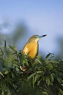 Squacco Heron (Ardeola ralloides) in the Danube Delta Europe, Eastern Europe, Romania