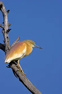 Dobrogea Prints: Squacco Heron (Ardeola ralloides) in the Danube Delta Europe, Eastern Europe, Romania