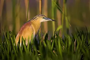 Squacco Heron (Ardeola ralloides) in the Danube Delta Europe, Eastern Europe, Romania